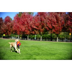 KICK FETCH