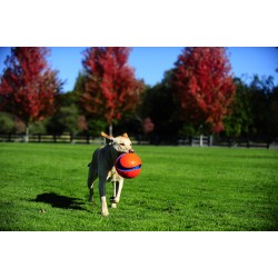 KICK FETCH